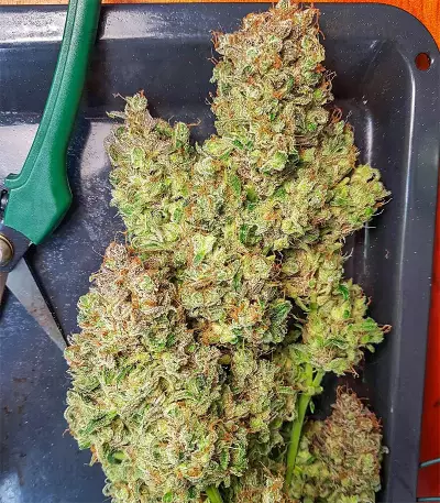 Grapefruit Auto Seeds
