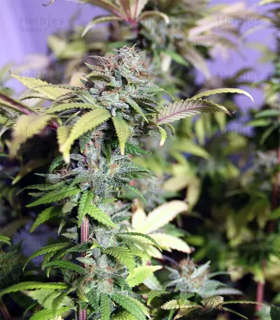 Headstash Seeds