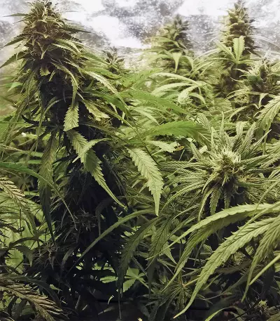 Jack Herer Seeds (Kera Seeds)