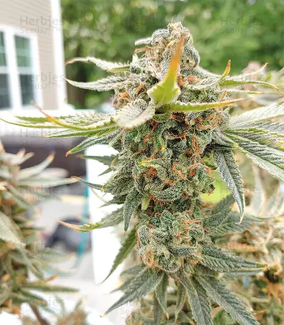 Julies Cookies Seeds