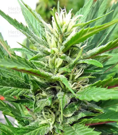 Graines de cannabis Kali China Breeders Pack (Ace Seeds)