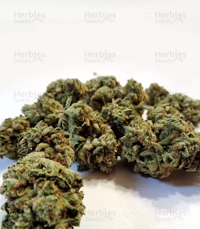 Graines de cannabis KarmaRado OG regular (Karma Genetics)
