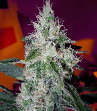 Graines de cannabis Midnight Kush (G13 Labs)