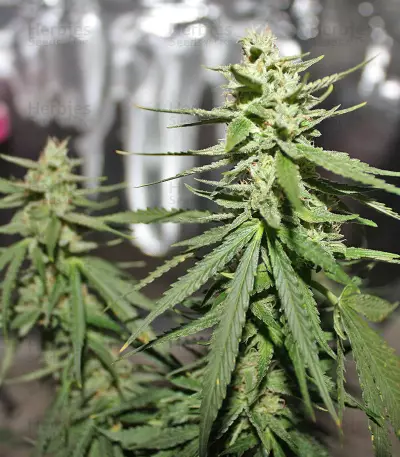Northern Light x Big Bud Early Harvest feminized seeds