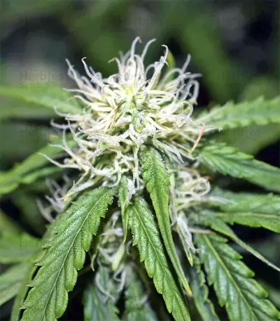 Northern Lights Seeds (Seedstockers)