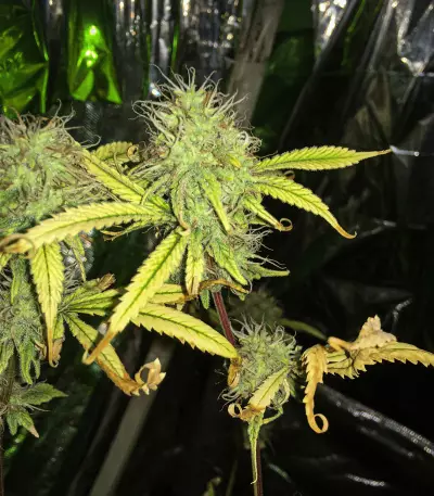 Semi femminizzati Northern Lights (Seed Stockers)