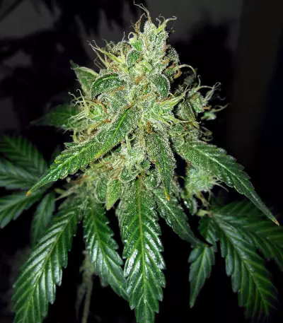 OG Kush Seeds (Kera Seeds)