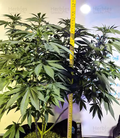 Pineapple Express #2 strain