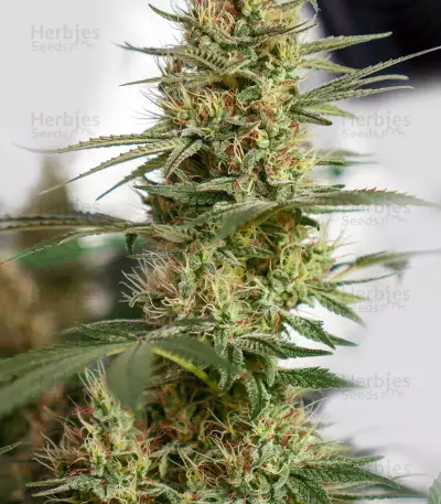 Power Skunk (Flying Dutchmen)