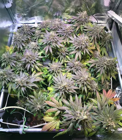 Pure Gelato feminized seeds