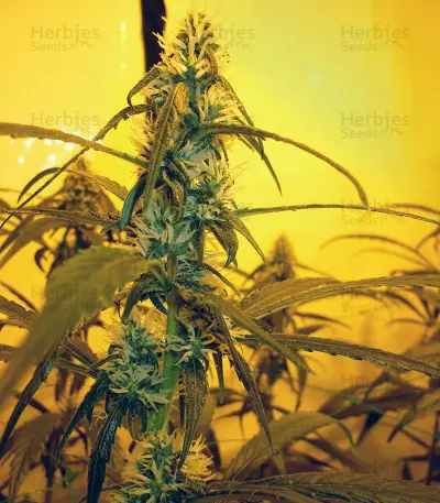 Semi femminizzati Ripper Haze
