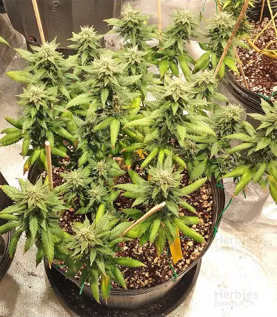 Sandstorm feminized seeds