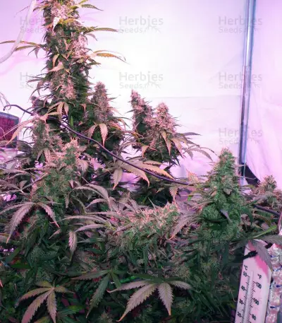 Skunk #1 Automatic (Sensi Seeds)