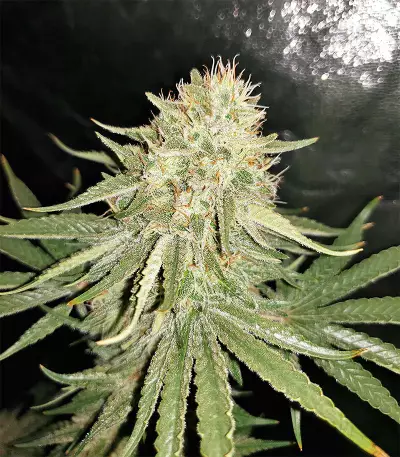 Sour Kosher (DNA Genetics)