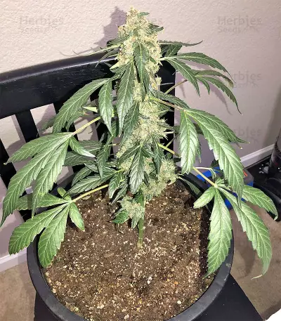 Super Auto Lemon Haze (Original Sensible Seeds)