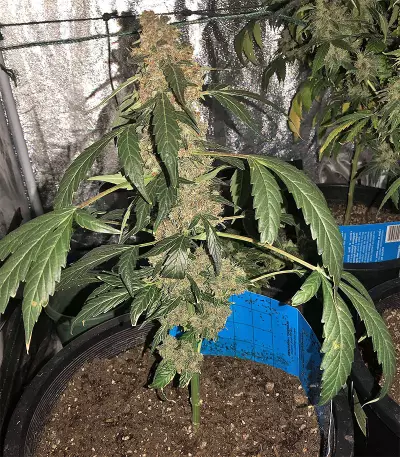 Super Auto Lemon Haze (Original Sensible Seeds)