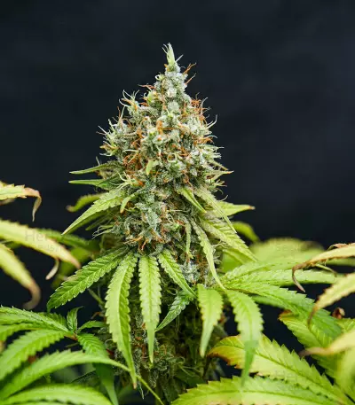 Semillas feminizadas Trainwreck