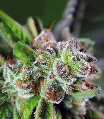 Watermelon Z feminized seeds