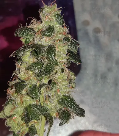 Wedding Cake Auto Feminized Seeds