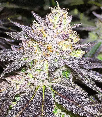 Graines de cannabis Wedding Cake (Big Head Seeds)