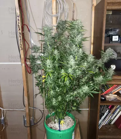 White Crystal Meth Auto cannabis strain