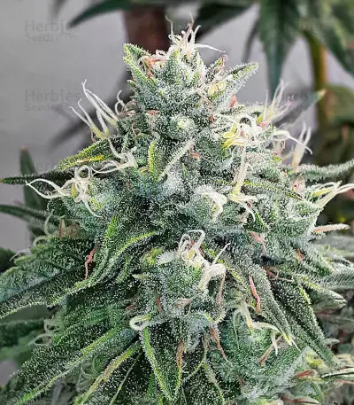 Alpha 21 Seeds (AlphaFem Seeds)