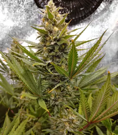 Amnesia Lemon Kush Seeds (Original Sensible Seeds)
