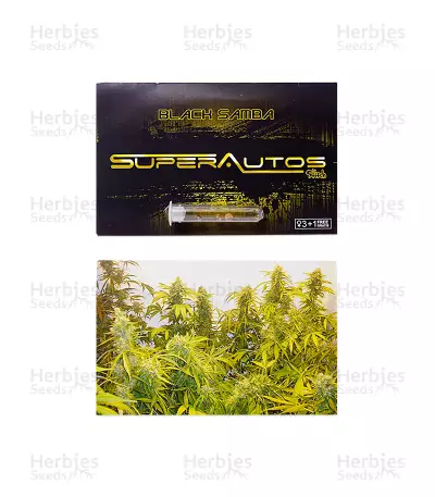 Black Samba Auto Seeds