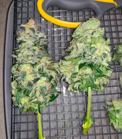 Blue Dream Haze (Cali Connection Seeds)