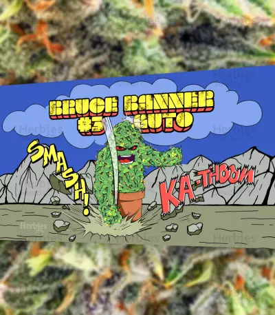 Sementes da Bruce Banner #3 Auto (Herbies Seeds)