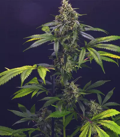 Chem-Bomb Auto Seeds