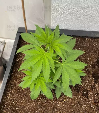 Cherry Moon Pie (Big Buddha Seeds)