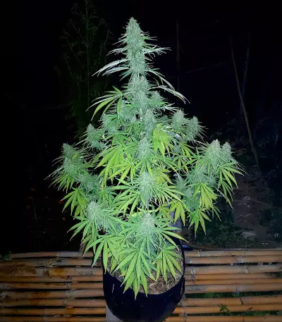 Delicious Cookies Feminized Seeds (Delicious Seeds)