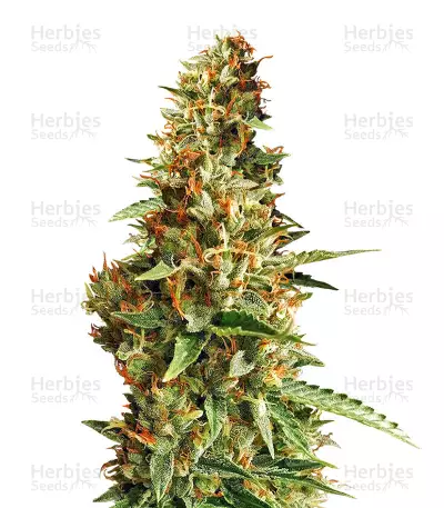 Graines de cannabis DO-SI-DOS (Cali Buds Seeds)