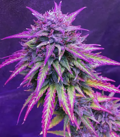 Semi femminizzati Girl Scout Cookies Auto (Auto Seeds)