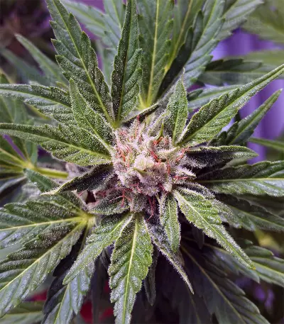 Glue Gelato Auto Seeds