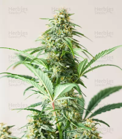 Graines féminisées de Godzilla Original Glue GG#4 (Herbies Seeds)