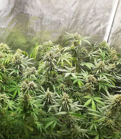 Gorilla Cookies Fast Flowering Seeds(Fast Buds)