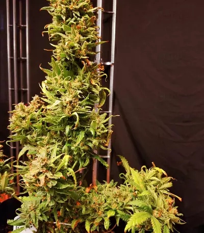 GG#4 Original Glue (Cali Buds Seeds)