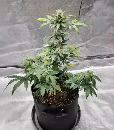 Gorilla Infested Gelato Auto (GGG2 Auto) feminized seeds