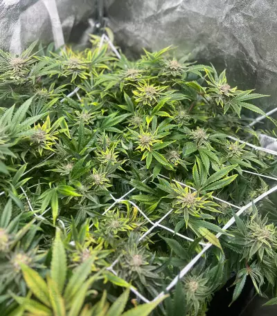 Lemon Diesel (Herbies Seeds)