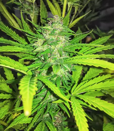 Lemonesia (Ceres Seeds)