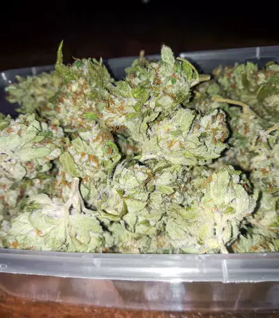 Medi Bomb 1 Seeds