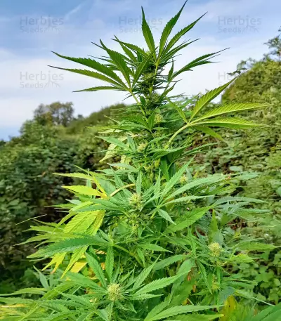 Passion #1 feminized seeds