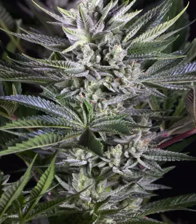 Quick Gorilla feminized seeds
