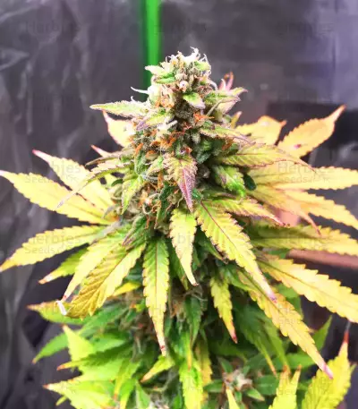 Apple Betty Auto Seeds
