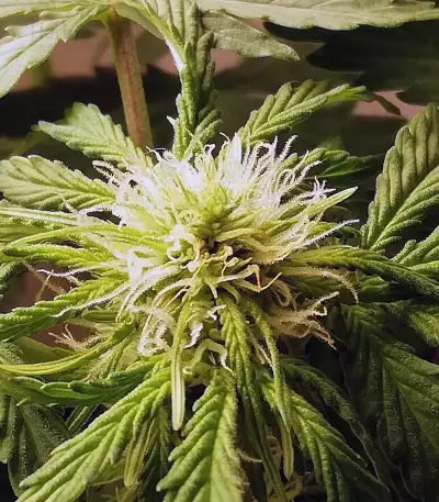 Auto Massassin Seeds