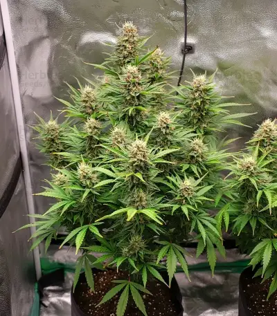 Graines de cannabis Automatic (Big Buddha Seeds)