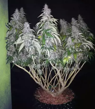 Big Bud feminized seeds (Seedstockers)