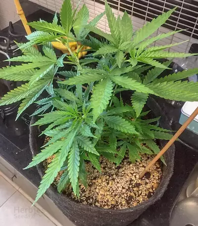 Bruce Banner #3 semi femminizzati (Blimburn Seeds)